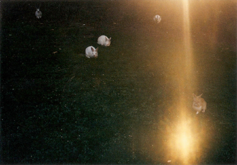 Film photography