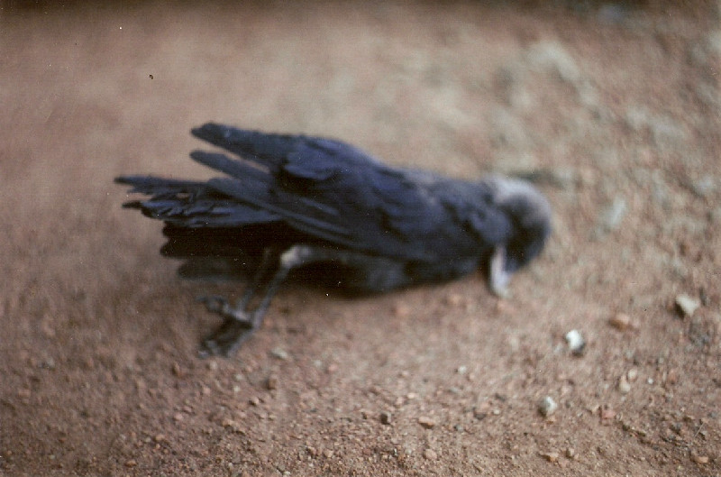 Film photography