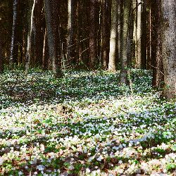 Film photography