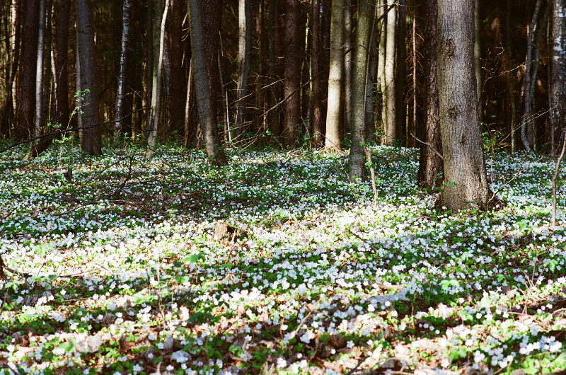 Film photography