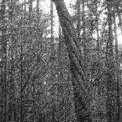 Film photography