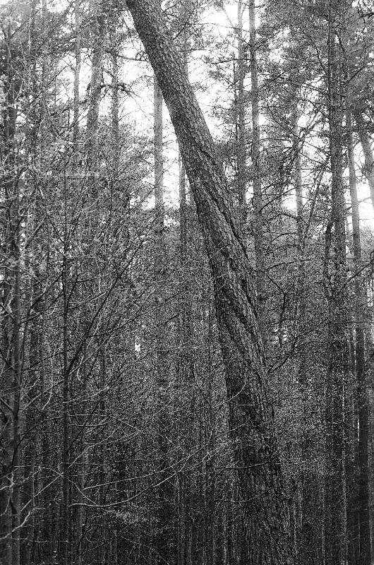Film photography