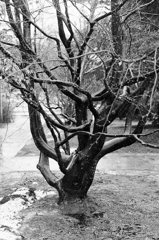 Film photography