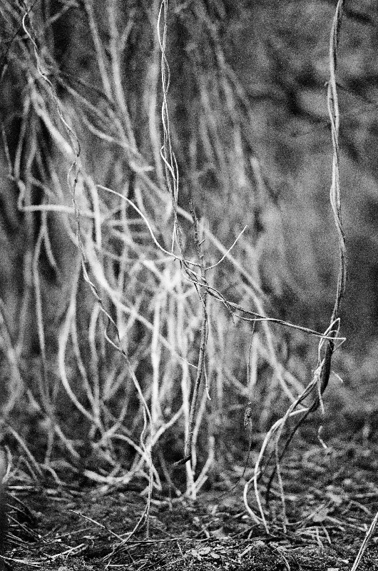 Film photography