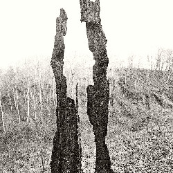 Film photography