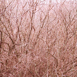 Film photography