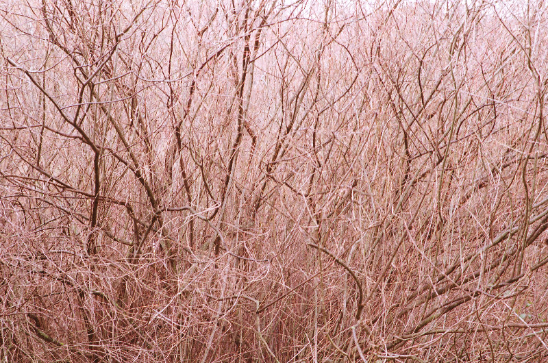 Film photography