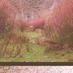 Film photography