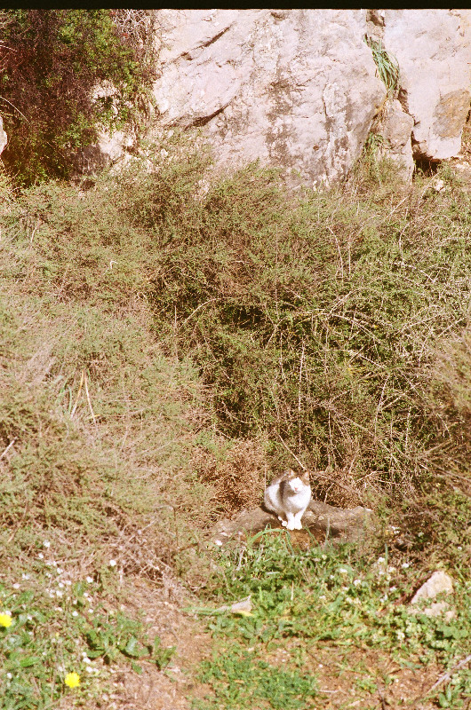 Film photography