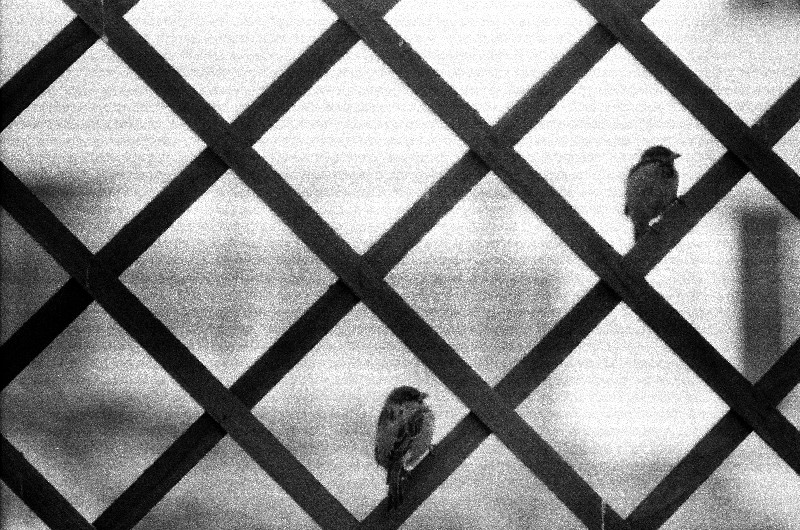 Film photography