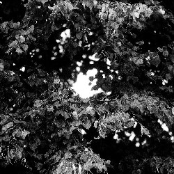 Film photography
