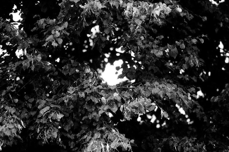Film photography