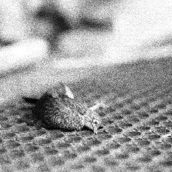 Film photography