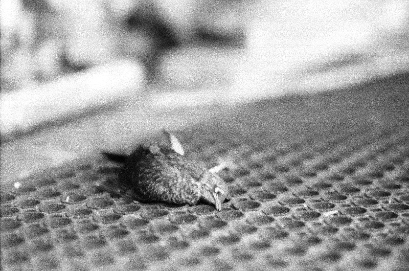 Film photography