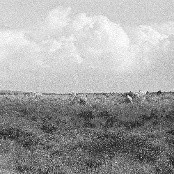 Film photography