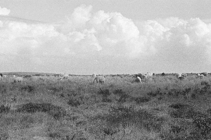Film photography