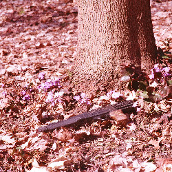 Film photography