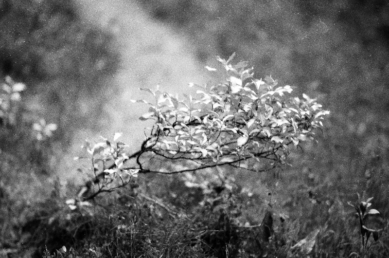 Film photography