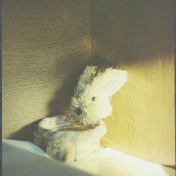 Film photography