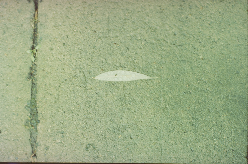 Film photography