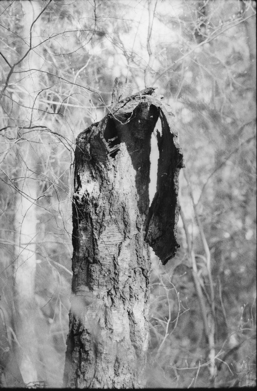 Film photography