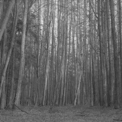 Film photography