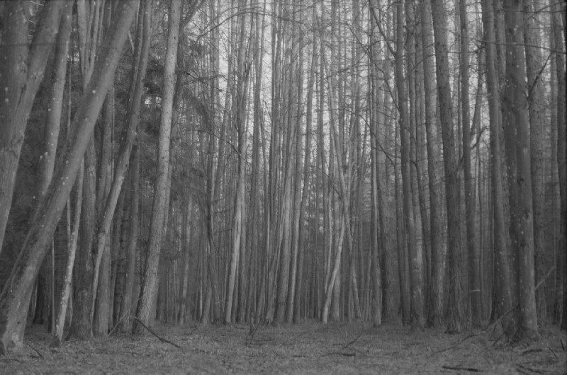 Film photography