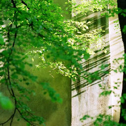 Trees nature