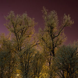 Trees nature