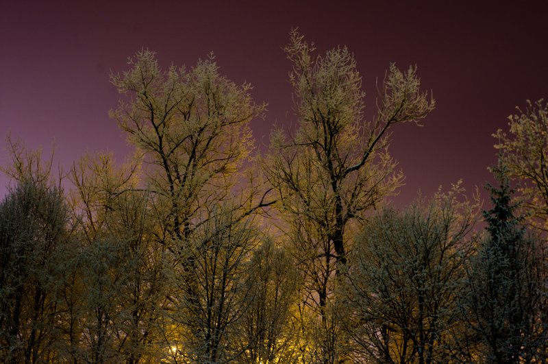 Trees nature