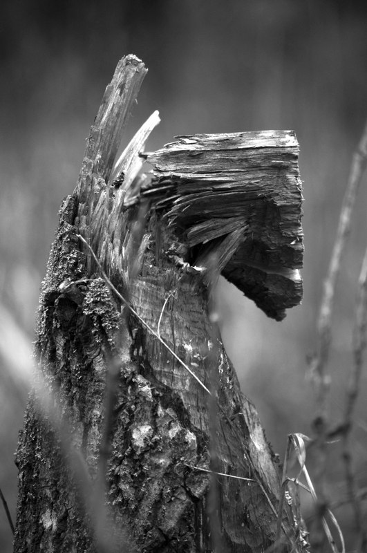 Trees nature