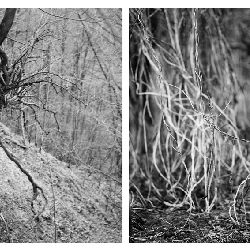 Trees nature