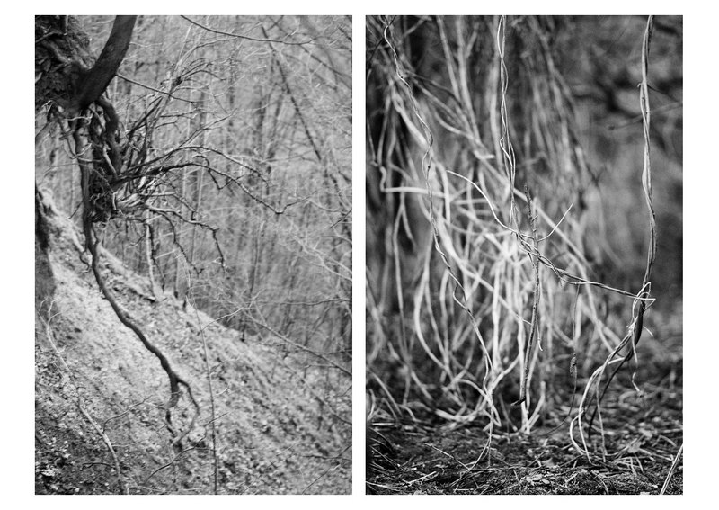 Trees nature