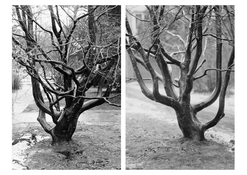 Trees nature