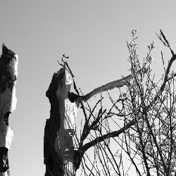 Trees nature