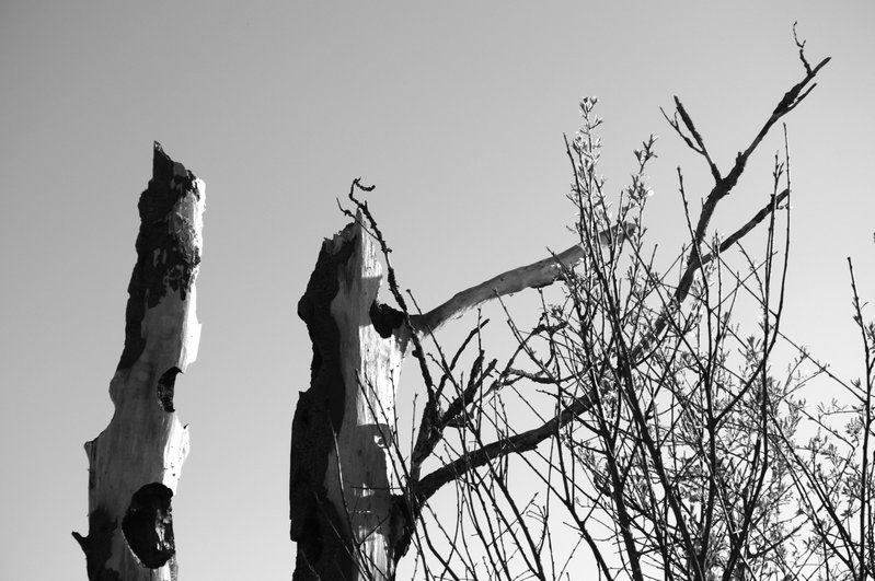 Trees nature
