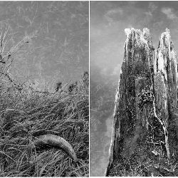Trees nature