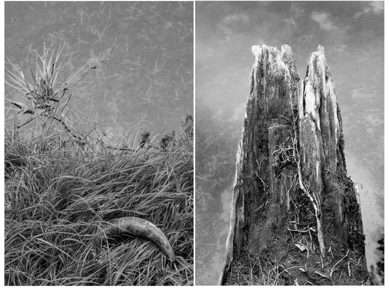 Trees nature