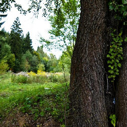 Trees nature