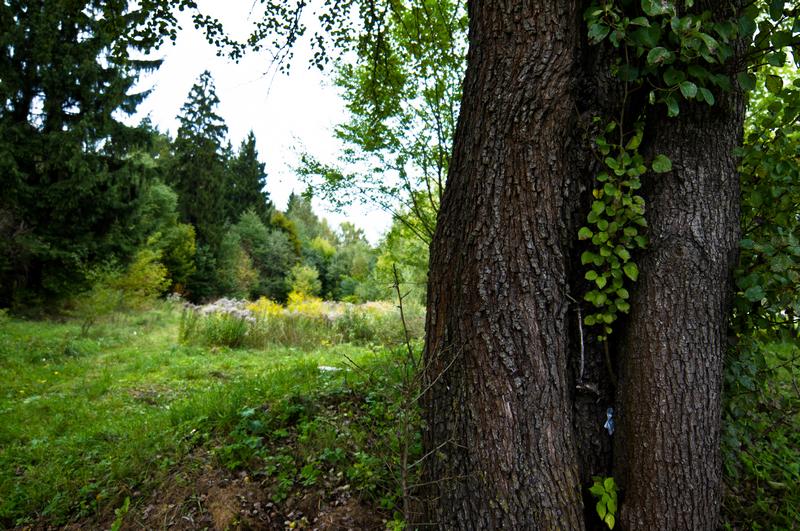 Trees nature