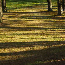 Trees nature