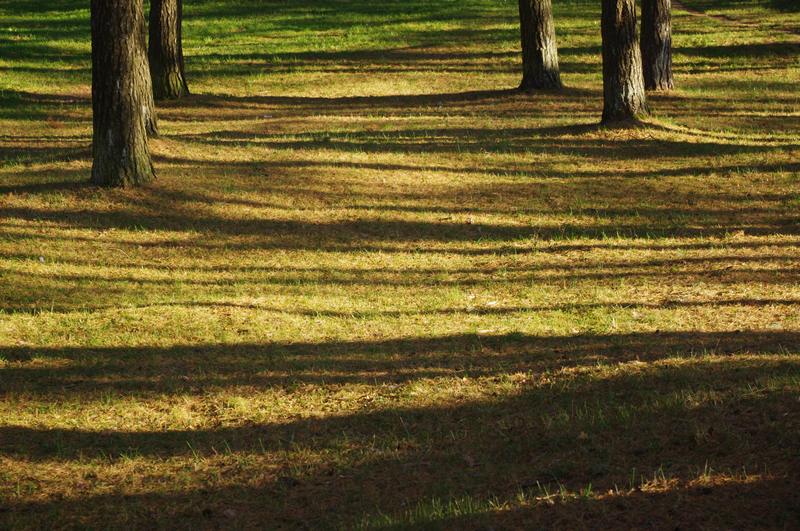 Trees nature