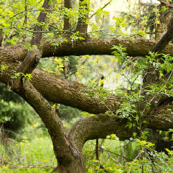 Trees nature