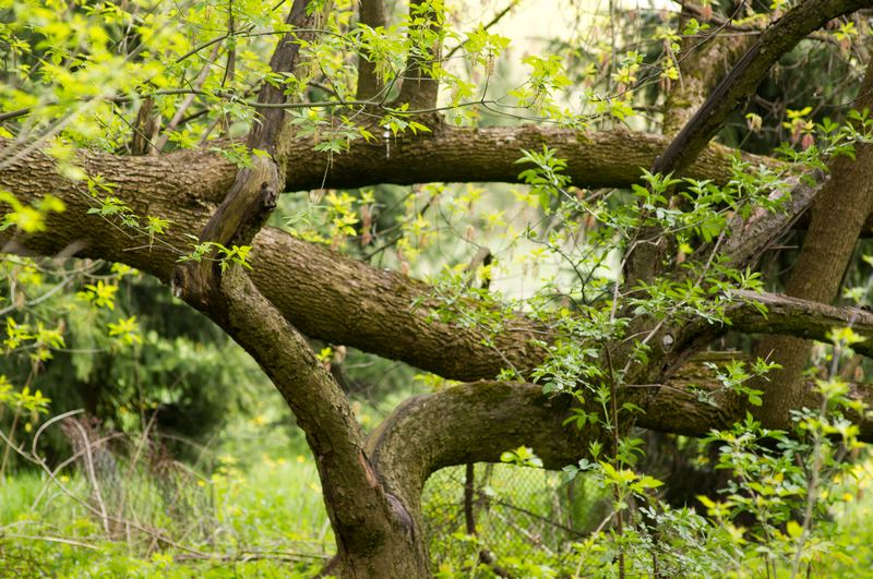 Trees nature
