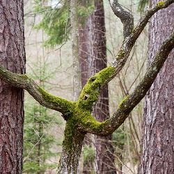 Trees nature