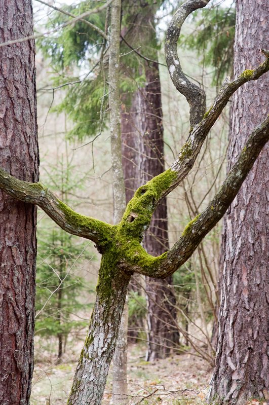 Trees nature