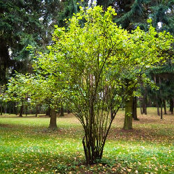 Trees nature