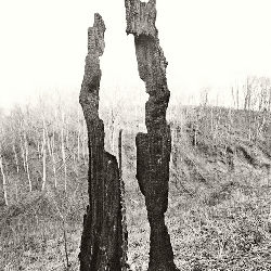 Trees nature