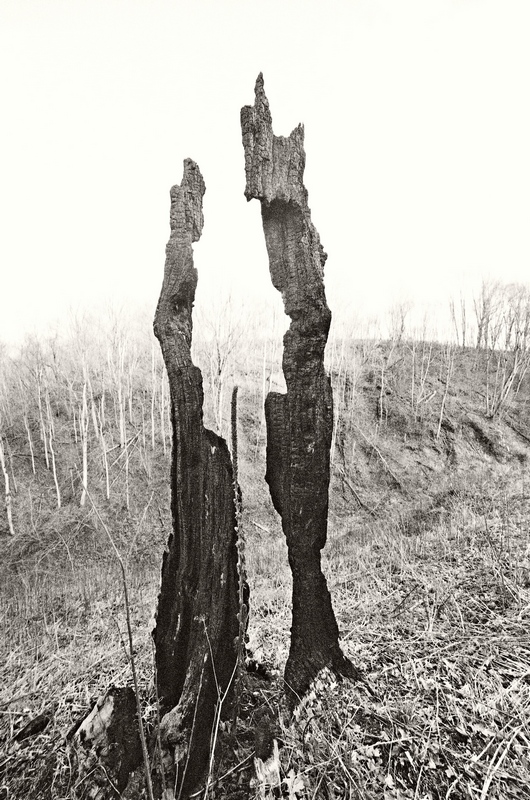 Trees nature