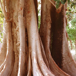 Trees nature
